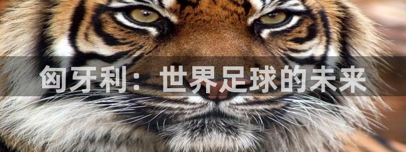 世界杯转播表：匈牙利：世界足球的未来